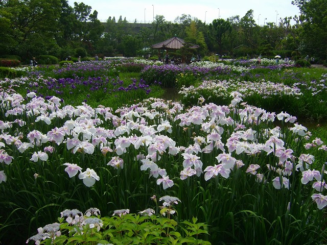 グループホームゆめの里　菖蒲園見学